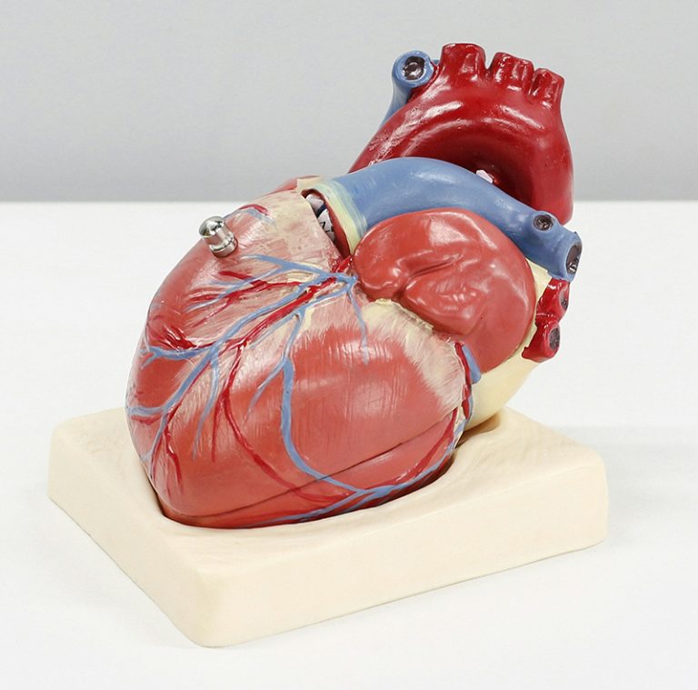 heart model
