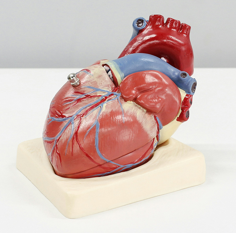 heart model