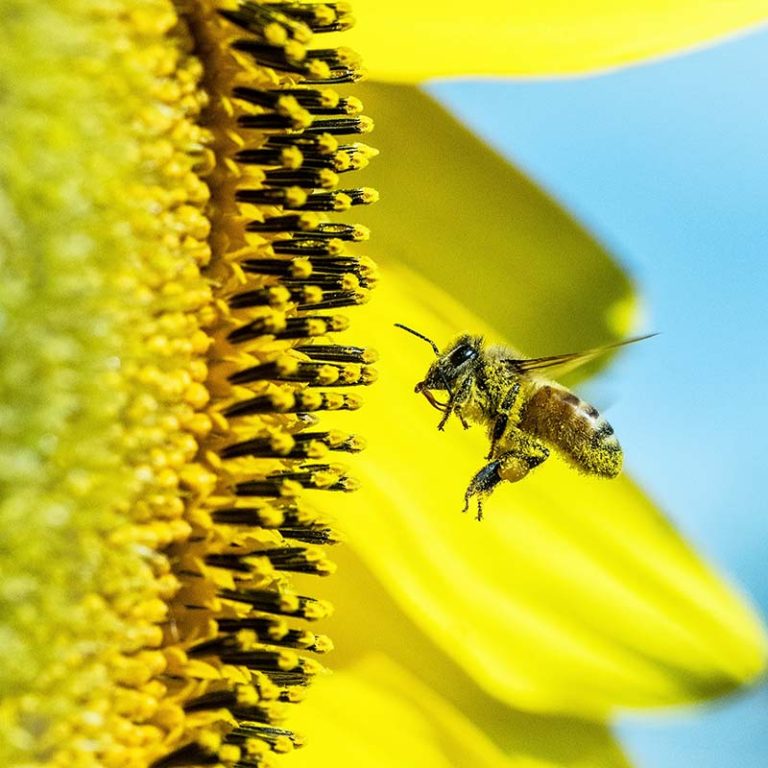 Bee on a flower