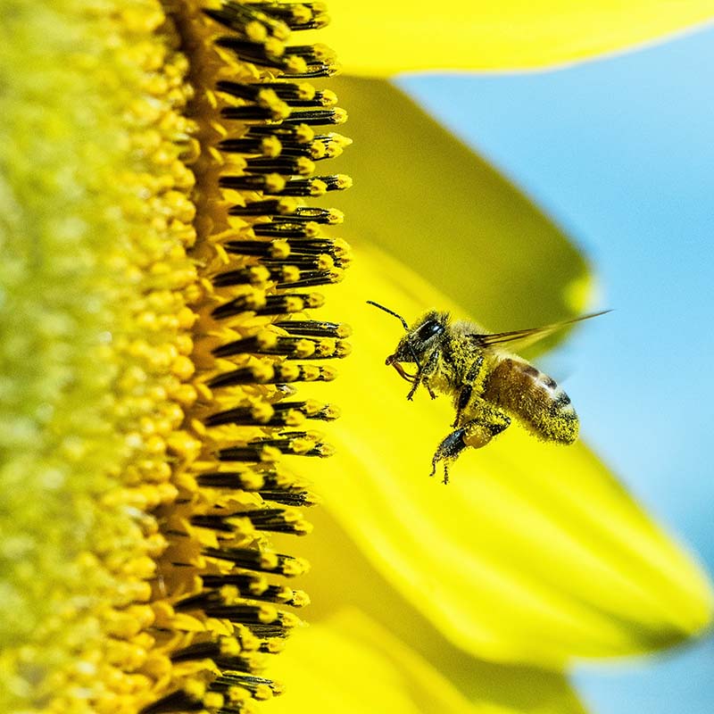 Bee on a flower