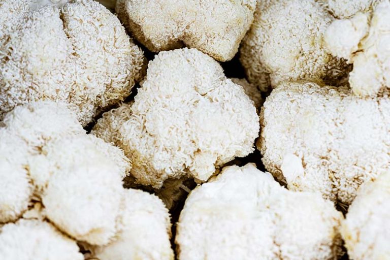 lion's mane mushrooms
