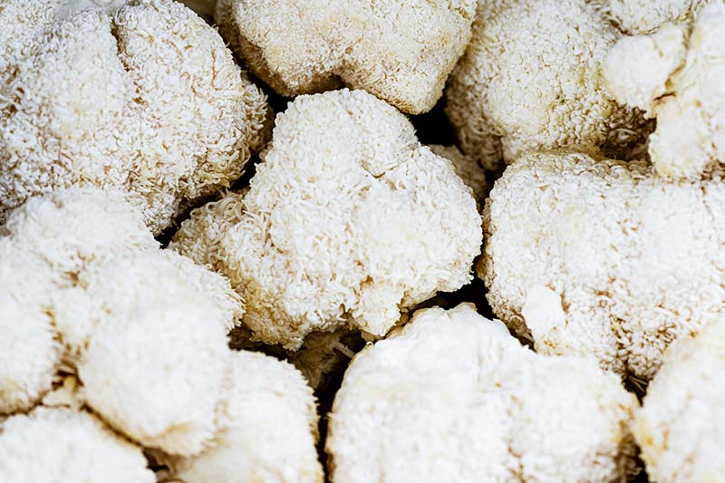 lion's mane mushrooms